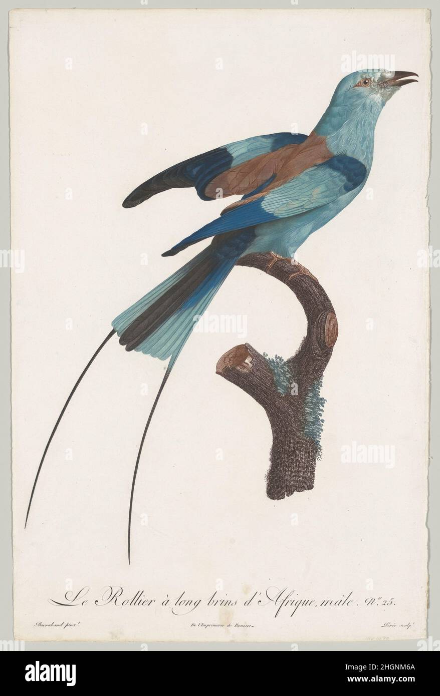 Plate 25; da 'Histoire naturelle des perroquets' 1801–06 Francois Levaillant queste lastre provengono dalla pubblicazione Histoire naturelle des perroquets, uno dei numerosi esempi della collaborazione di successo tra Levaillant e Barraband. Il loro primo progetto è stato realizzato insieme dopo che Levaillant è tornato in Francia dopo lunghi viaggi attraverso l'Africa. Barraband ha fornito le illustrazioni per Histoire naturelle des oiseaux d’Afrique (1796–1808) di Levaillant in sei volumi; ha superato se stesso, tuttavia, nelle illustrazioni delle specie di pappagallo per Histoire naturelle des perroquets, che w Foto Stock