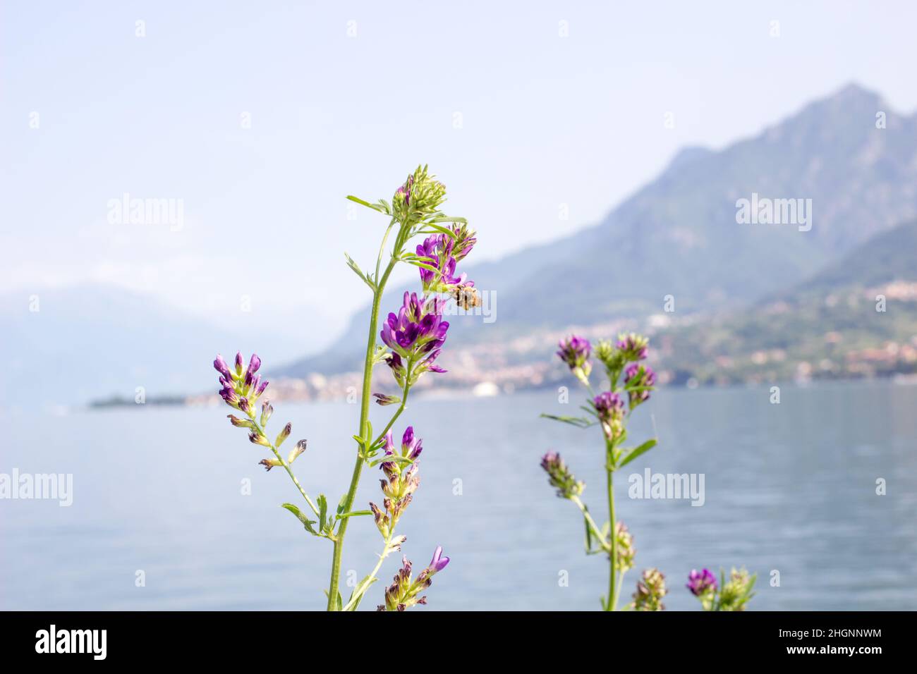 Fuoco morbido, bel prato con fiori estivi e sfondo di montagna Foto Stock