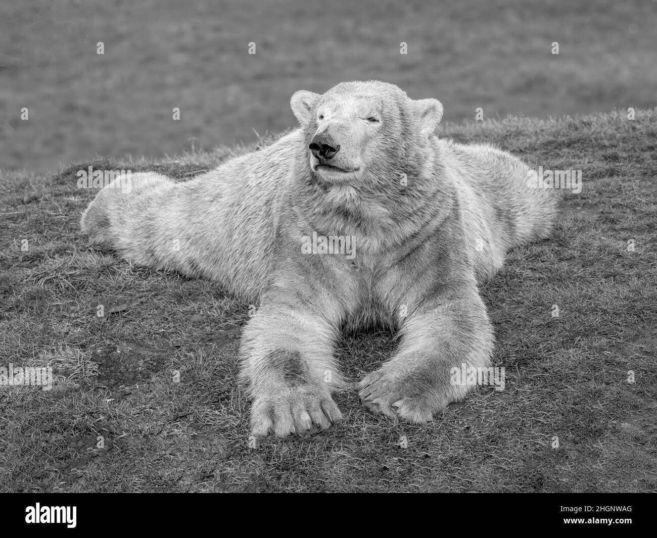 Immagine mono di Polar Bear relax allo Yorkshire Wildlife Park, Regno Unito Foto Stock