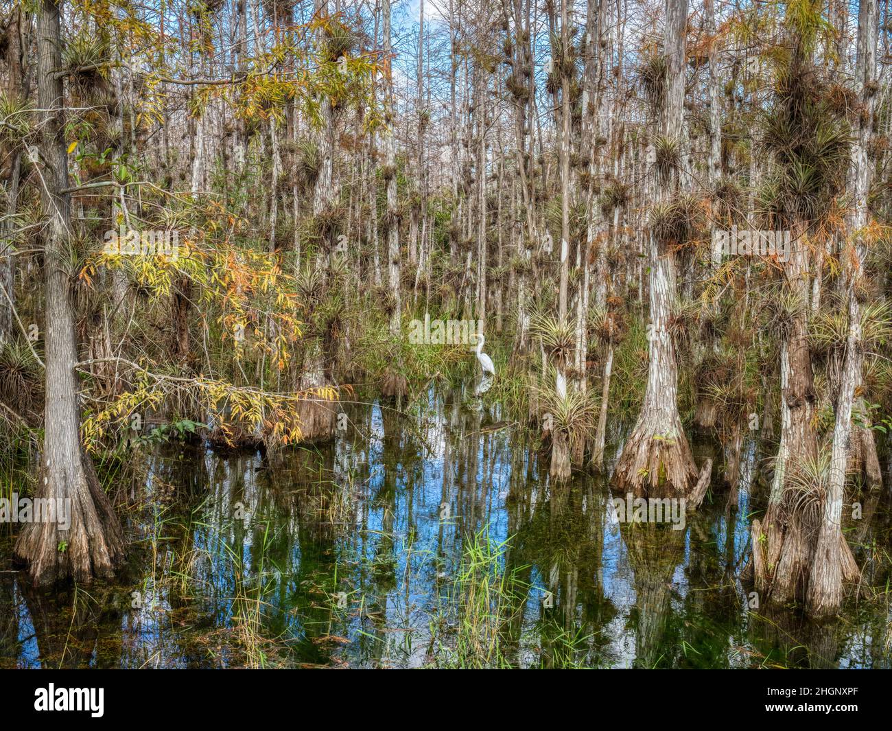 Cyrpress alberi in palude lungo Loop Road nella Big Cypress National Preserve in Florida Stati Uniti Foto Stock