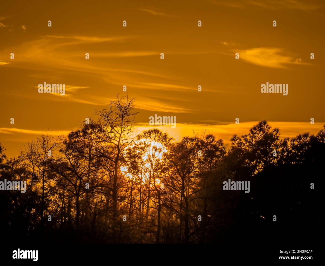 Tramonto all'area del Kirby Shorter Roadside Park della Big Cypress National Preserve in Florida USA Foto Stock