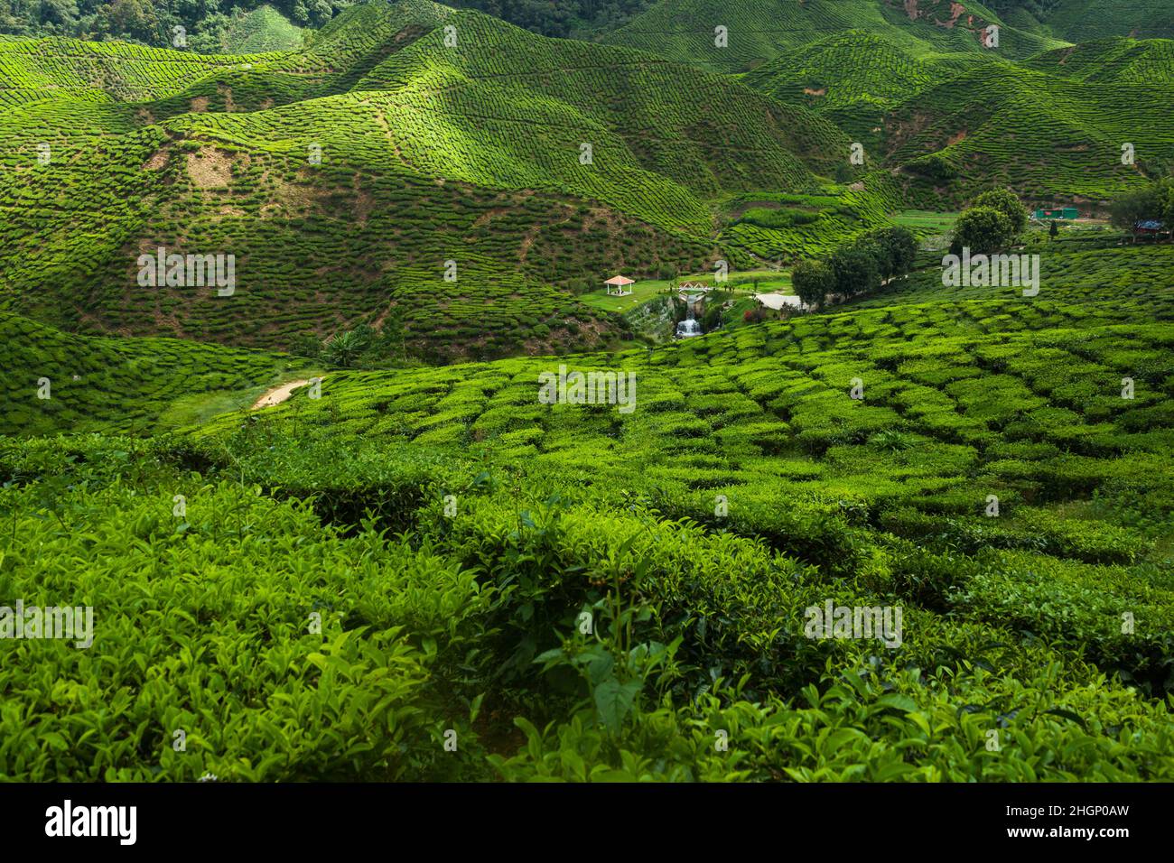 fattoria del tè in Cameron Highlands Malesia Foto Stock