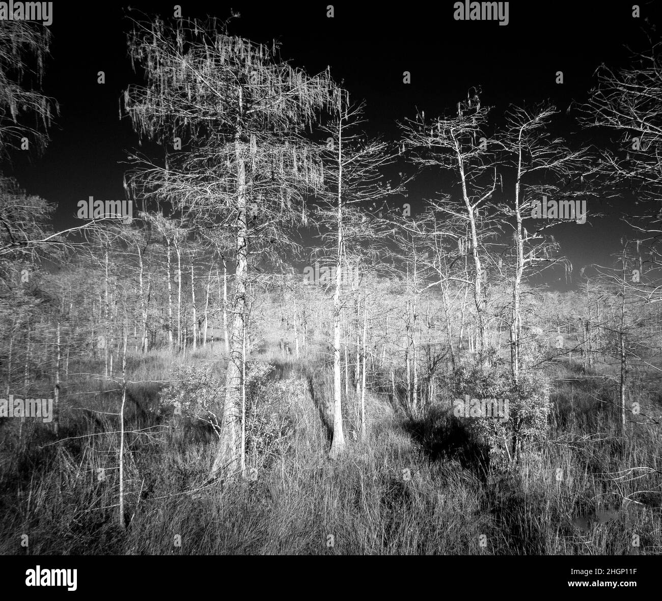 Immagine rossa infrarossa nell'area del Kirby Storter Roadside Park della Big Cypress National Preserve in Florida USA Foto Stock