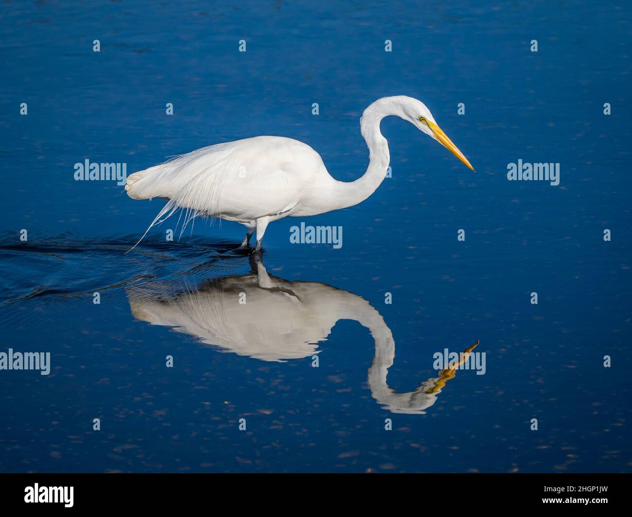 Great or American Egret nel fiume Myakka nel Myakka River state Park a Sarasota Florida USA Foto Stock