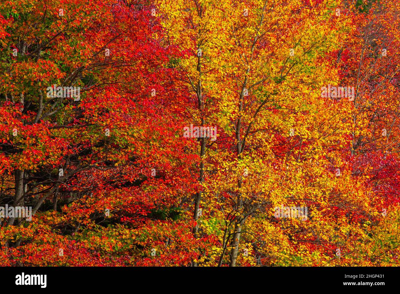 Una foresta autunnale di alberi di latifoglie settentrionali nelle Pocono Mountains della Pennsylvania. Foto Stock
