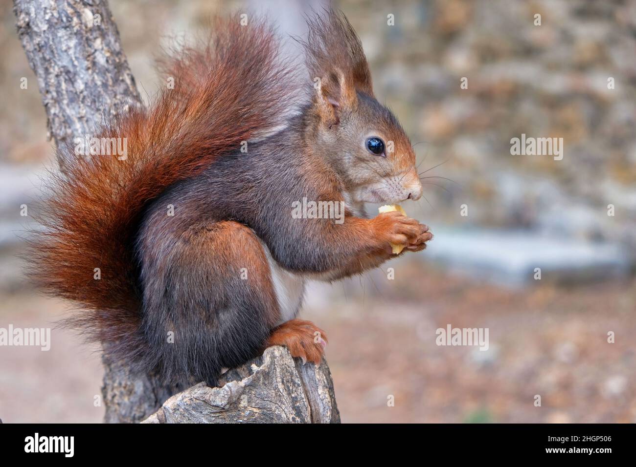 Scoiattolo marrone in un parco a Malaga (Spagna) Foto Stock