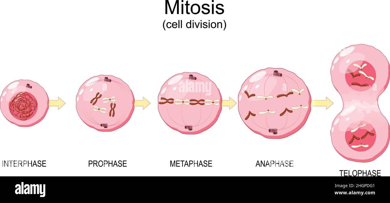 Mitosi. Divisione cellulare. Cromosomi in un nucleo cellulare. Illustrazione vettoriale Illustrazione Vettoriale