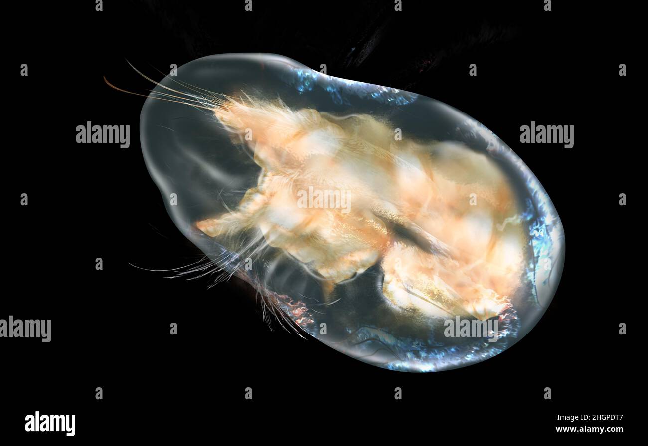 Ostracod cipris o ostracodes. Gamberetti di semi isolati su sfondo nero. Gli stracodi marini possono far parte dello zooplancton o del benthos Foto Stock