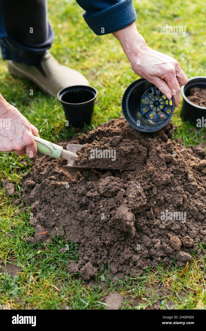 Giardiniere che raccoglie suolo da un molehill. Foto Stock