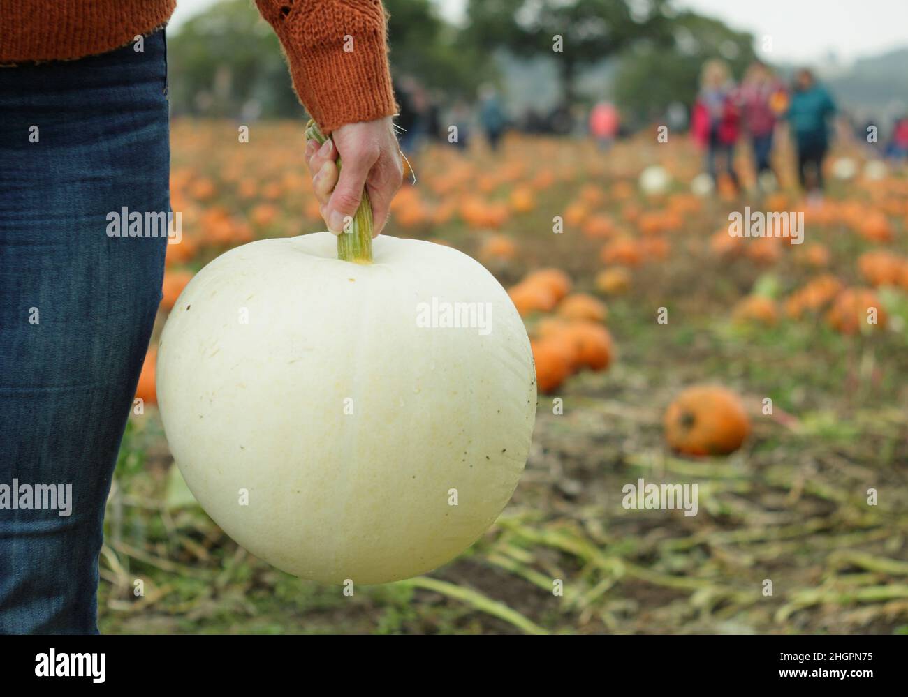 Raccolta delle zucche Regno Unito. Donna che raccoglie in autunno una grande zucca bianca "Polar Bear" (cucurbita maxima) in un campo di zucca. Ottobre. REGNO UNITO Foto Stock