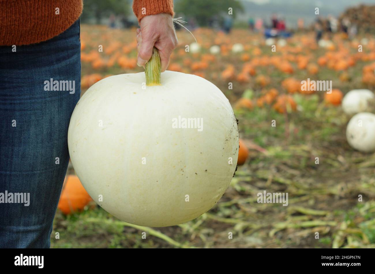 Raccolta delle zucche Regno Unito. Donna che raccoglie in autunno una grande zucca bianca "Polar Bear" (cucurbita maxima) in un campo di zucca. Ottobre. REGNO UNITO Foto Stock