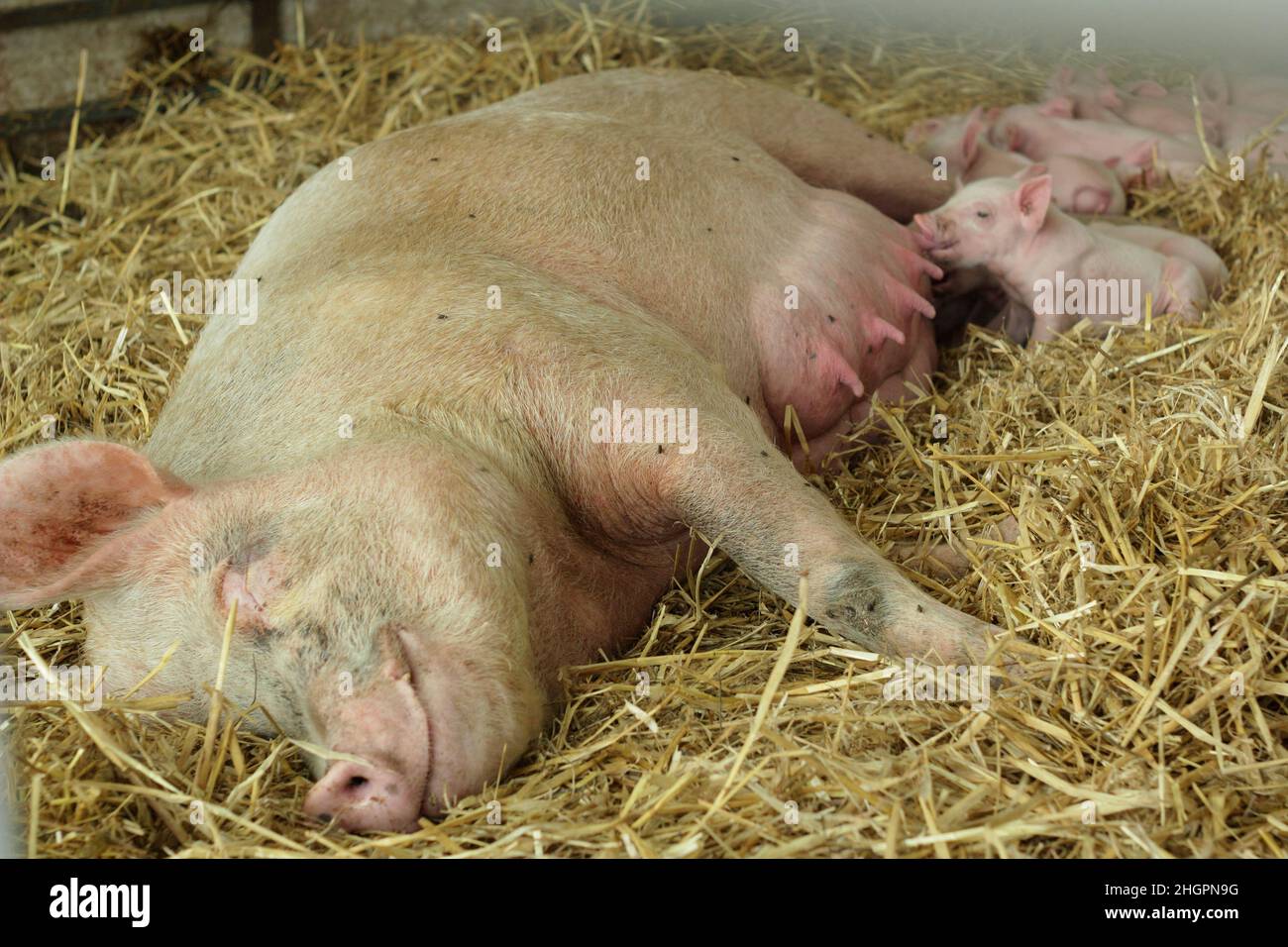 Scrofa e i suoi suinetti. Figliata di suinetti che alimentano dalla loro madre suino in un'azienda agricola del Regno Unito. Foto Stock
