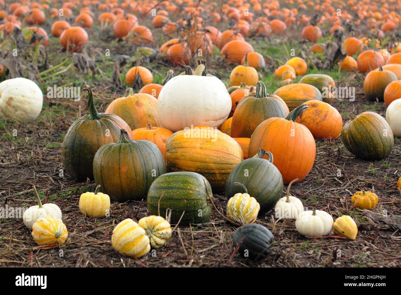 Cerotto di zucca. Varietà di zucca tra cui Jack o Lantern, Polar Bear, goosebumps, Casperita e Gold Speck in una fattoria di zucca nel Regno Unito nel mese di ottobre. REGNO UNITO Foto Stock