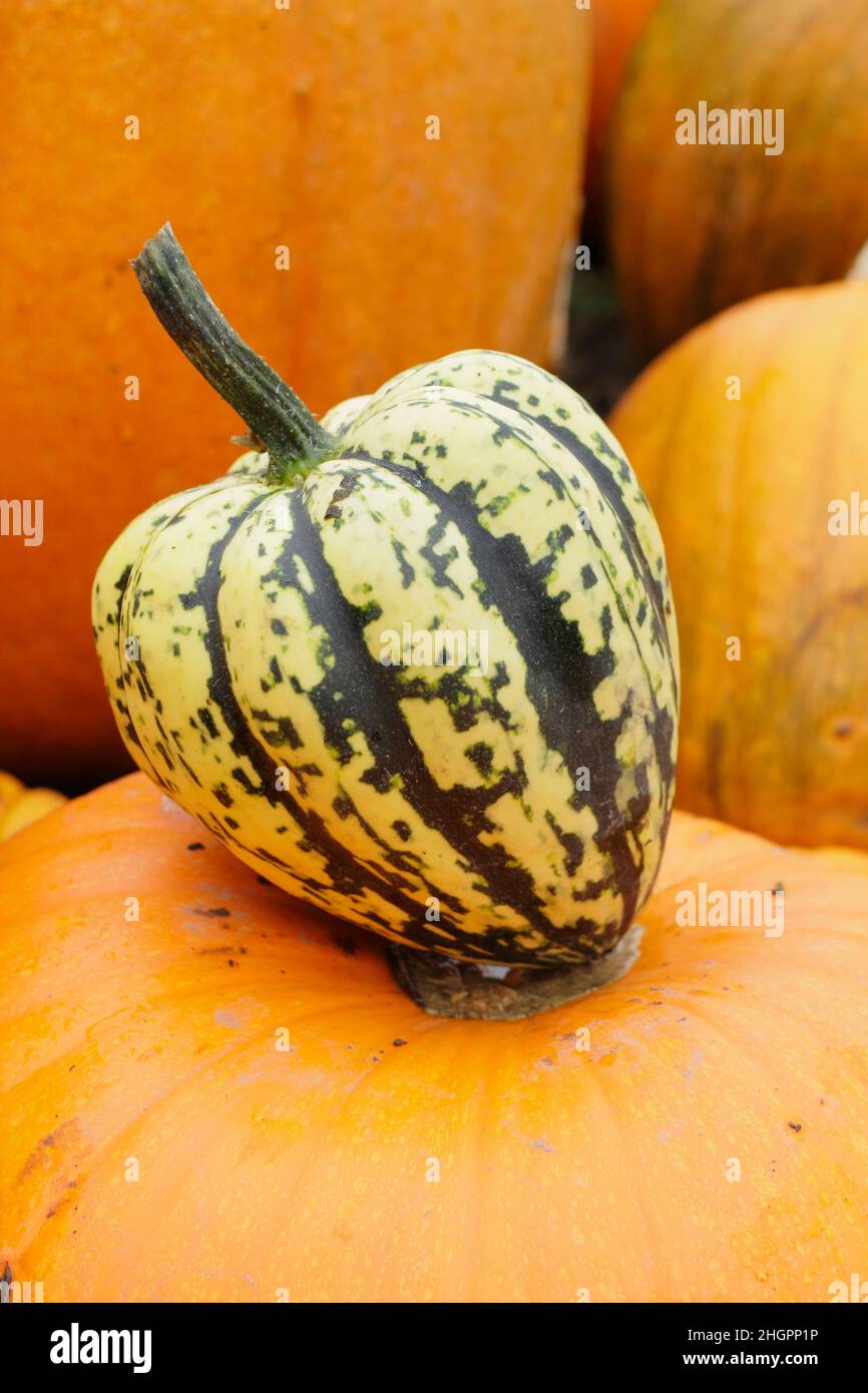 Squash invernale, squash 'Harlequin' a strisce acorno a forma di squash invernale. F1 ibrido. REGNO UNITO Foto Stock