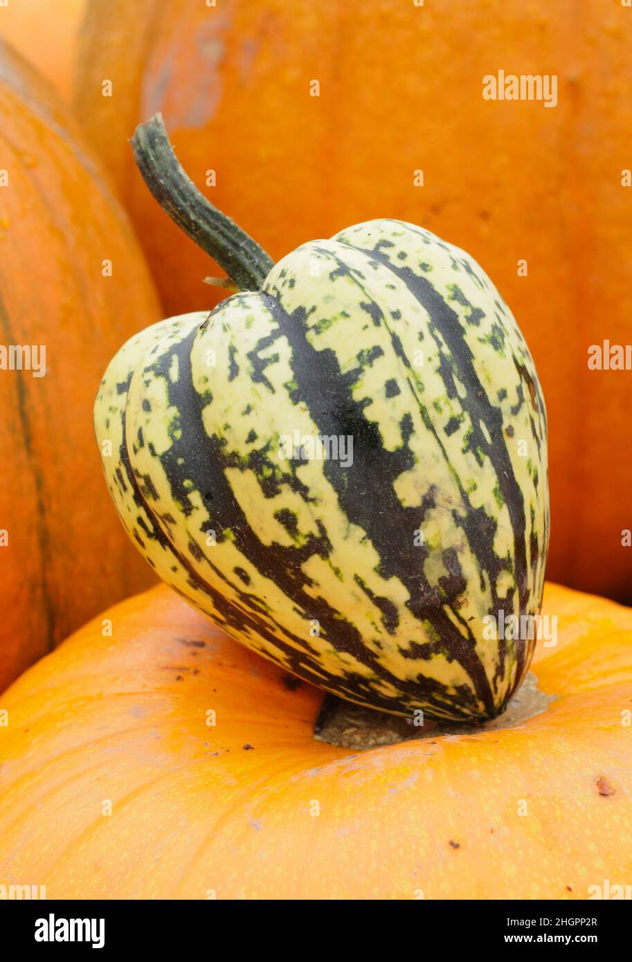 Squash invernale, squash 'Harlequin' a strisce acorno a forma di squash invernale. F1 ibrido. REGNO UNITO Foto Stock