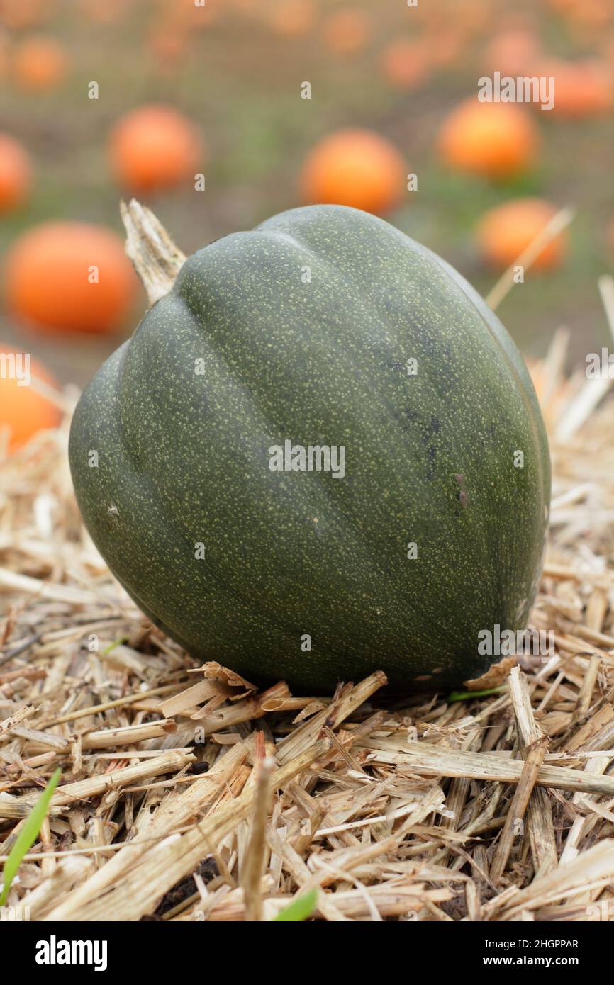 Squash Acorn. Zucca d'inverno della mucurbita var. Di pepo della turbinata in un'azienda agricola britannica della zucca. Foto Stock