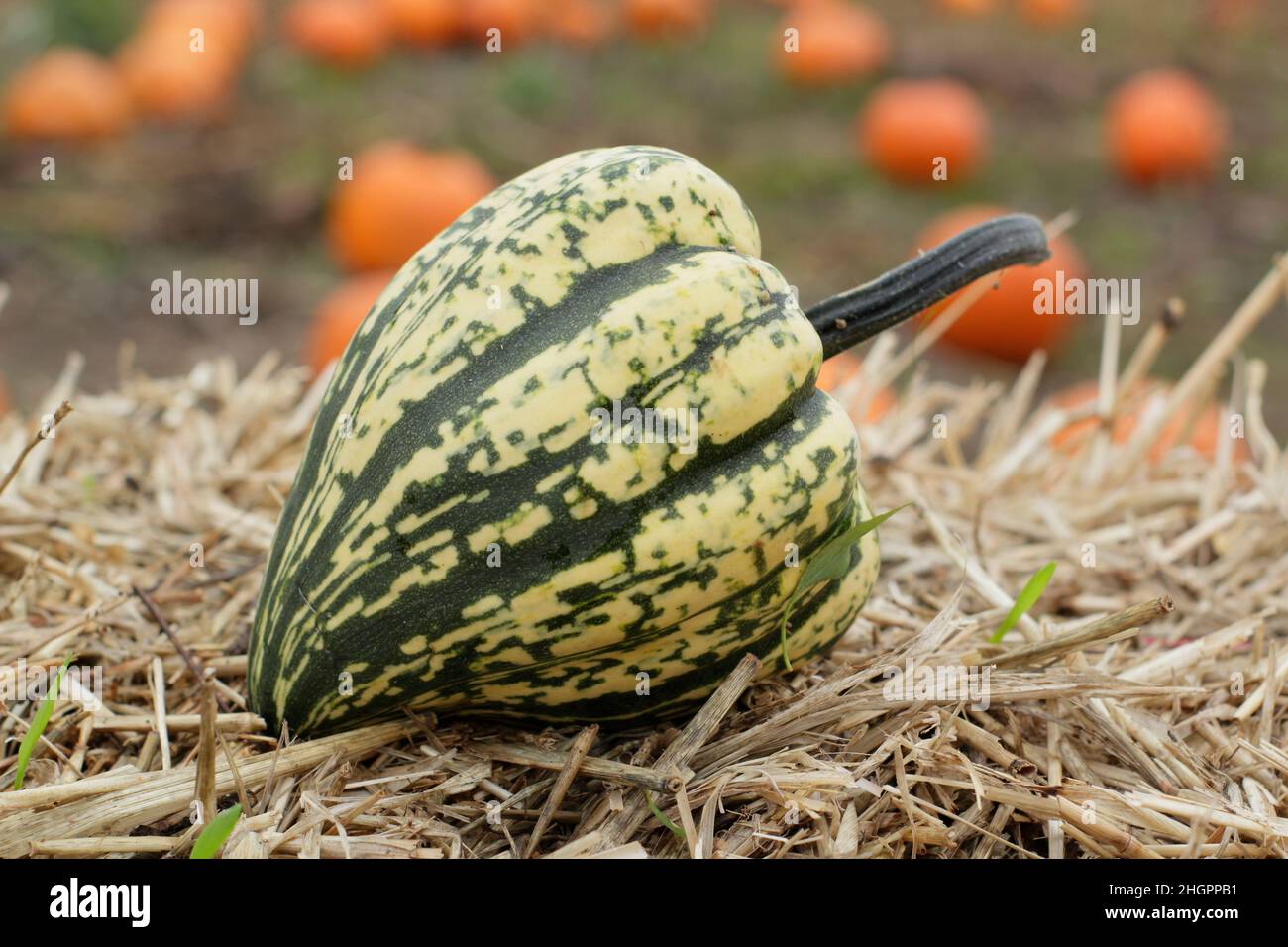 Squash invernale, squash 'Harlequin' a strisce acorno a forma di squash invernale. F1 ibrido. REGNO UNITO Foto Stock