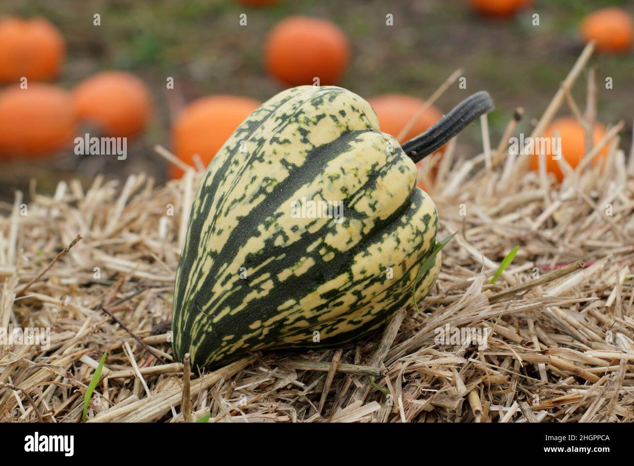Squash invernale, squash 'Harlequin' a strisce acorno a forma di squash invernale. F1 ibrido. REGNO UNITO Foto Stock