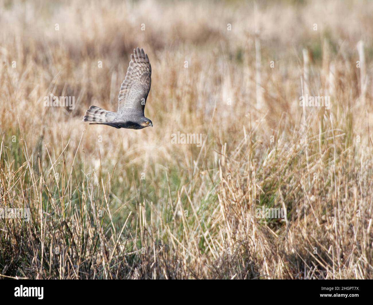 Sparrowhawk (Accipiter nisus) femmina che vola in basso su paludi come caccia per waders e uccelli selvatici, RSPB Graylake Nature Reserve, Somerset, UK, Januar Foto Stock