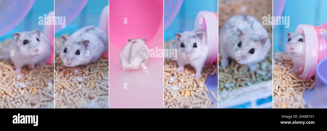 Collage con un piccolo criceto Dzungariano in una gabbia. Criceto Dzungariano bianco su polvere di legno pressata in una gabbia. Foto di alta qualità Foto Stock