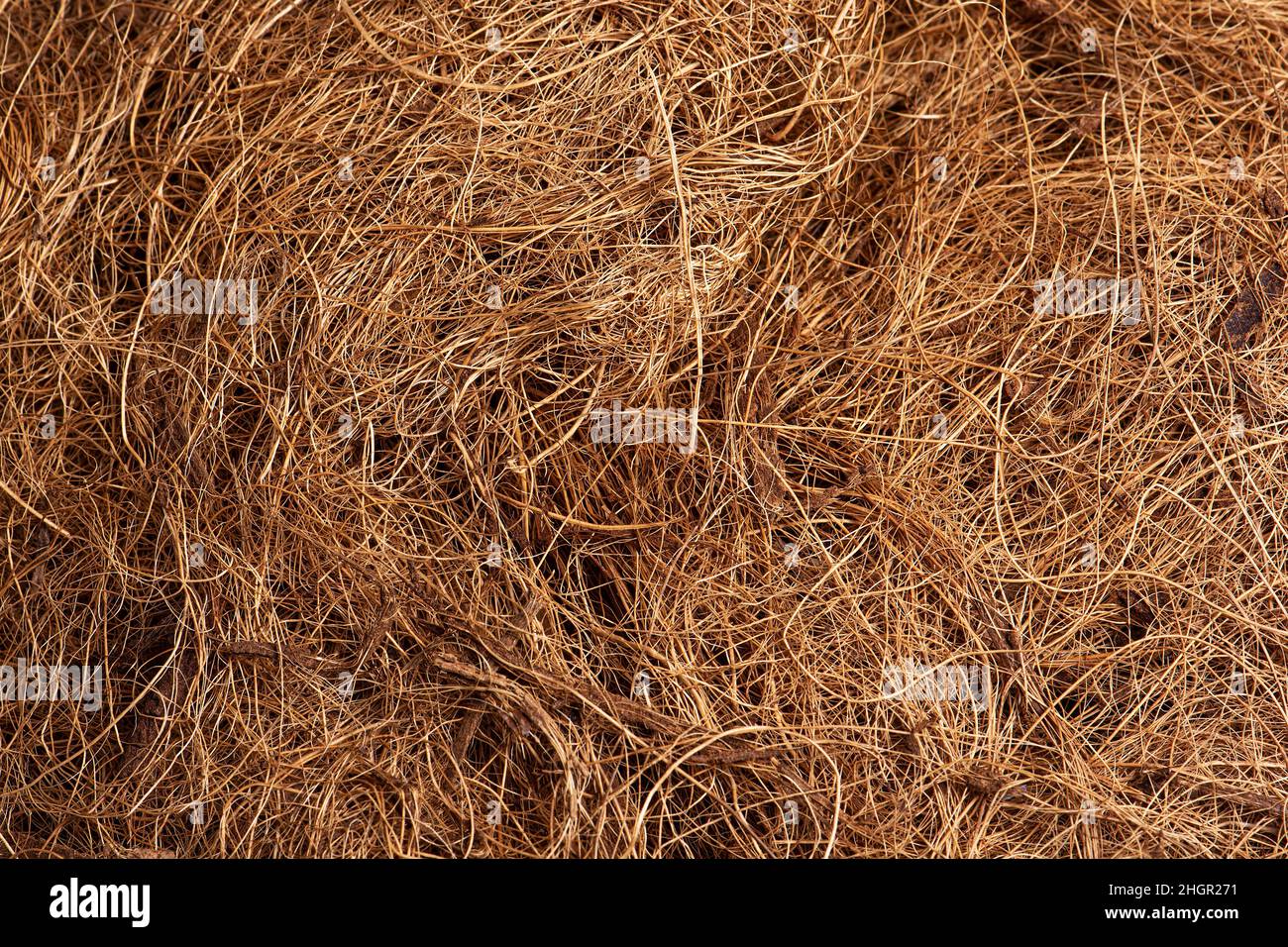 Fibra di cocco. Sfondo da cocco coir. Foto Stock