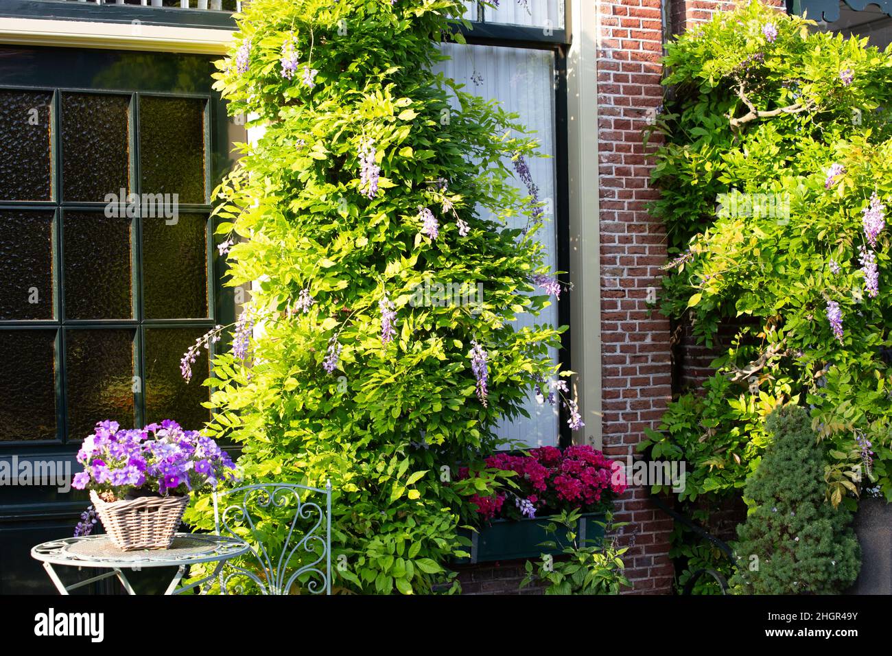 Verde urbano con molte piante e fiori in strada ad Alkmaar, nell'Olanda settentrionale, nelle Netehrlands Foto Stock