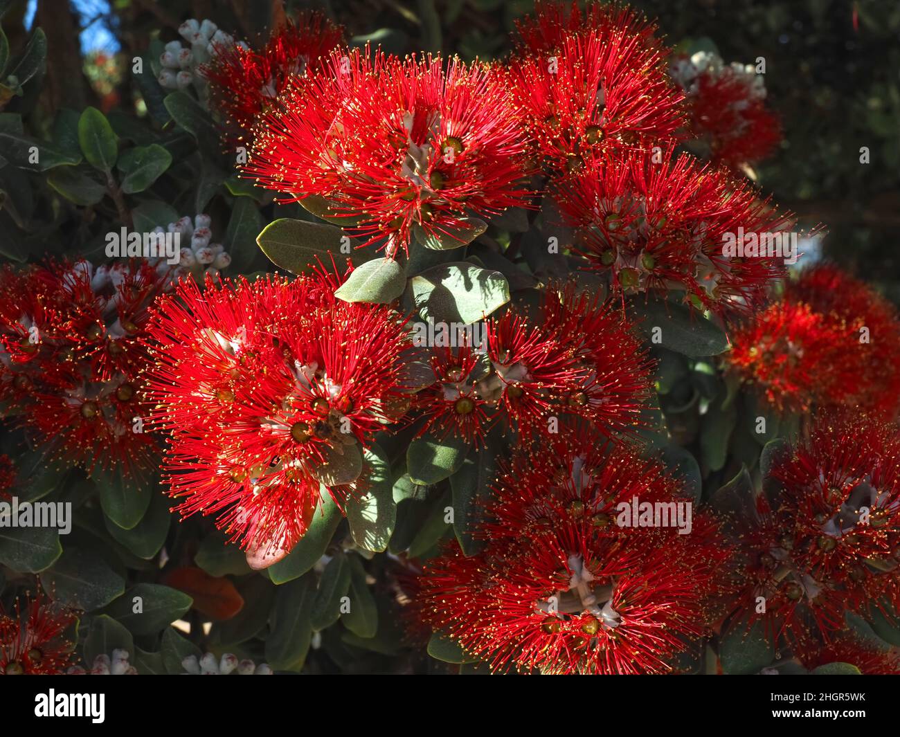 Fiori rossi di Metrosideros excelsa, albero di natale della Nuova Zelanda Foto Stock