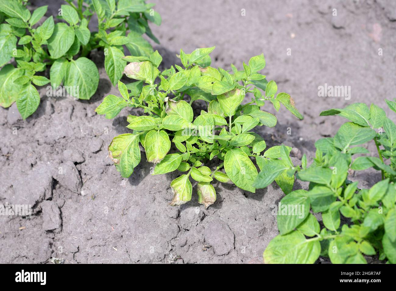 Piante di patata pesantemente infestate dalla malattia delle gambe nere di patate causata da patogeni: Batteri Pectobacterium atrosepticum, carotovorum e Dickea. Foto Stock