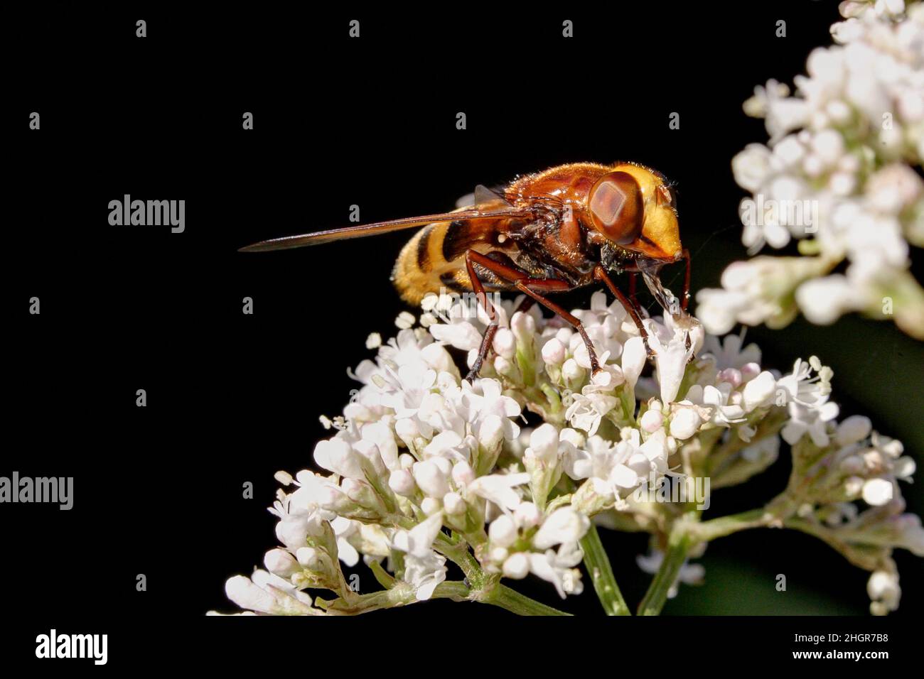 Un hoverfly di cornetto, noto anche come un grande hoverfly foresta, siede su un prato hogweed. Foto Stock