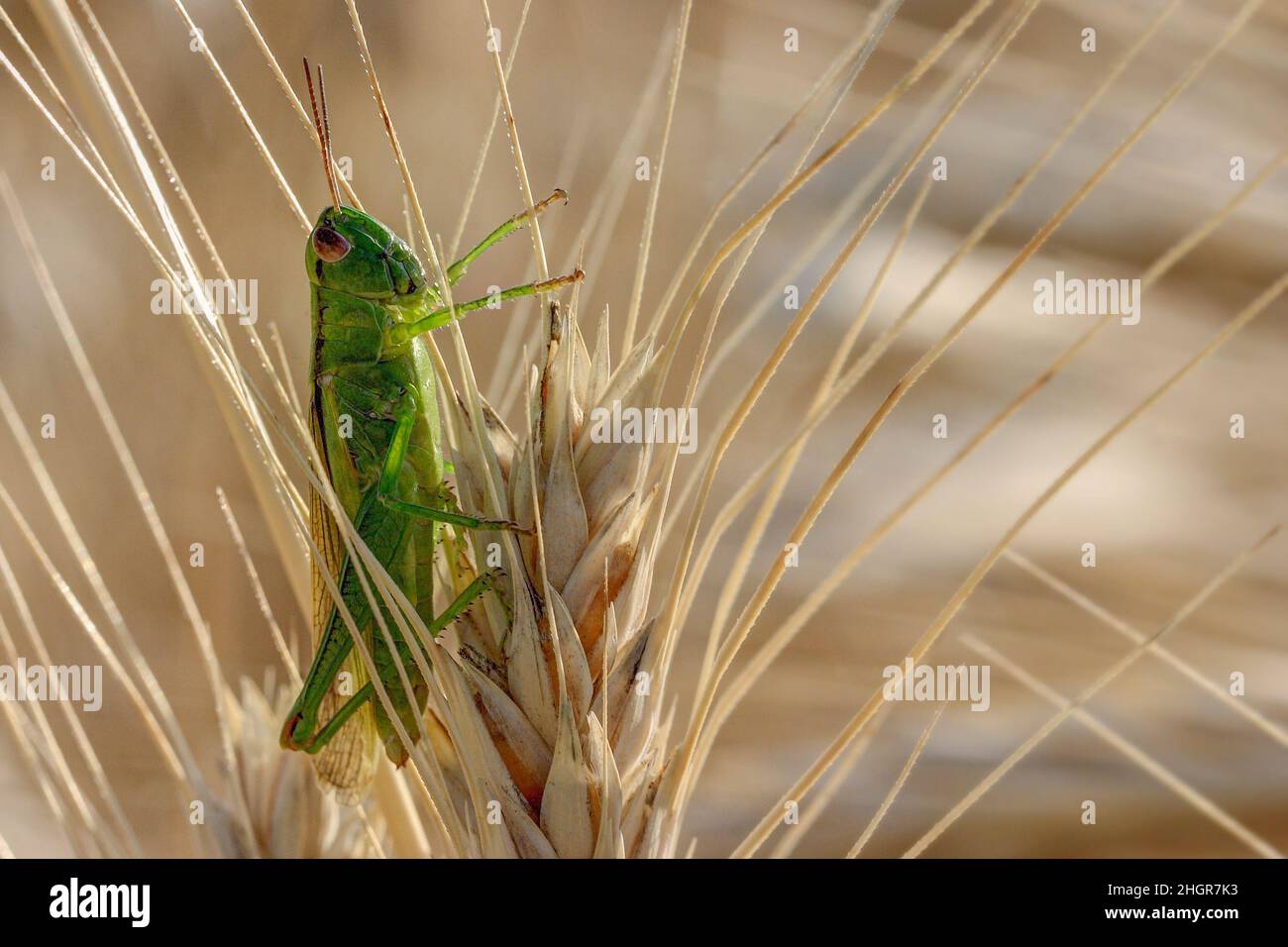 Al mattino presto una cavalletta verde si siede su un orecchio giallo di grano. Foto Stock