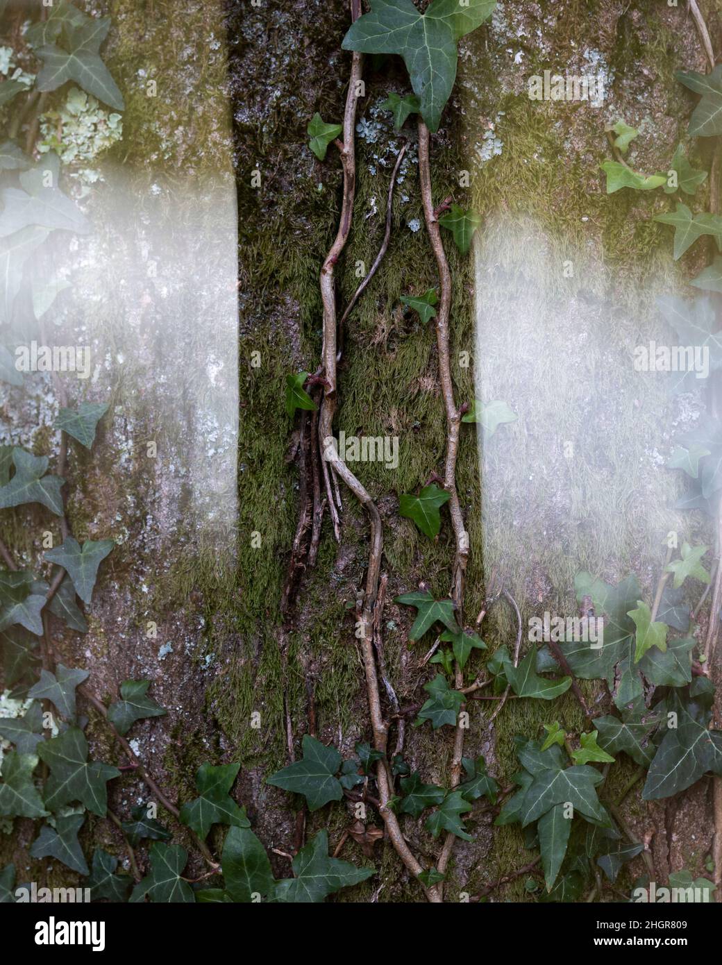 Doppia esposizione di un albero con una pianta di edera Foto Stock