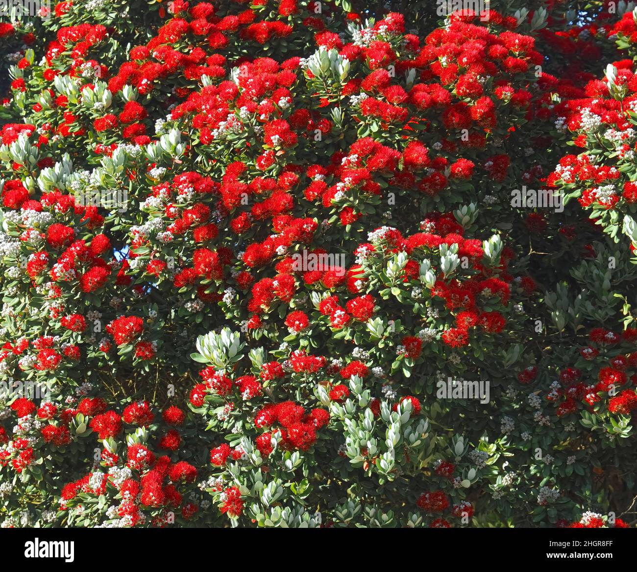 Fiori rossi di Metrosideros excelsa, albero di natale della Nuova Zelanda Foto Stock