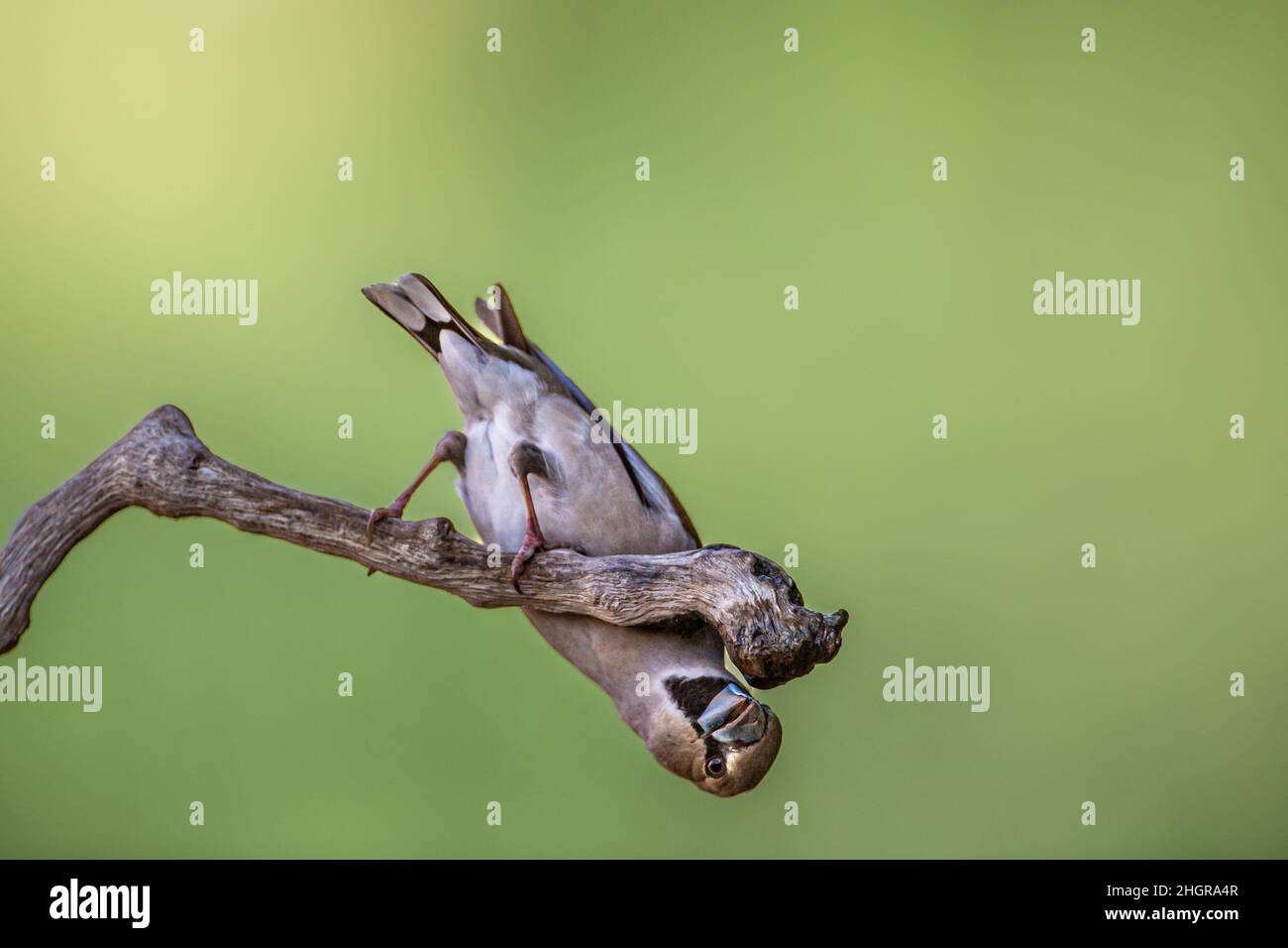 Hawfinch maschio in inverno Foto Stock