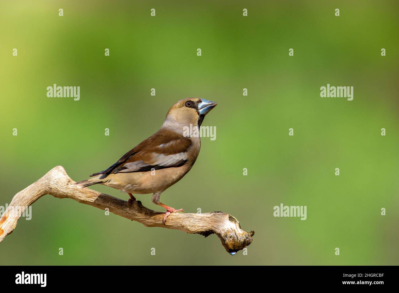 Hawfinch maschio in inverno Foto Stock