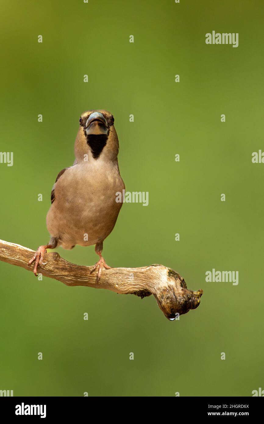 Hawfinch maschio in inverno Foto Stock