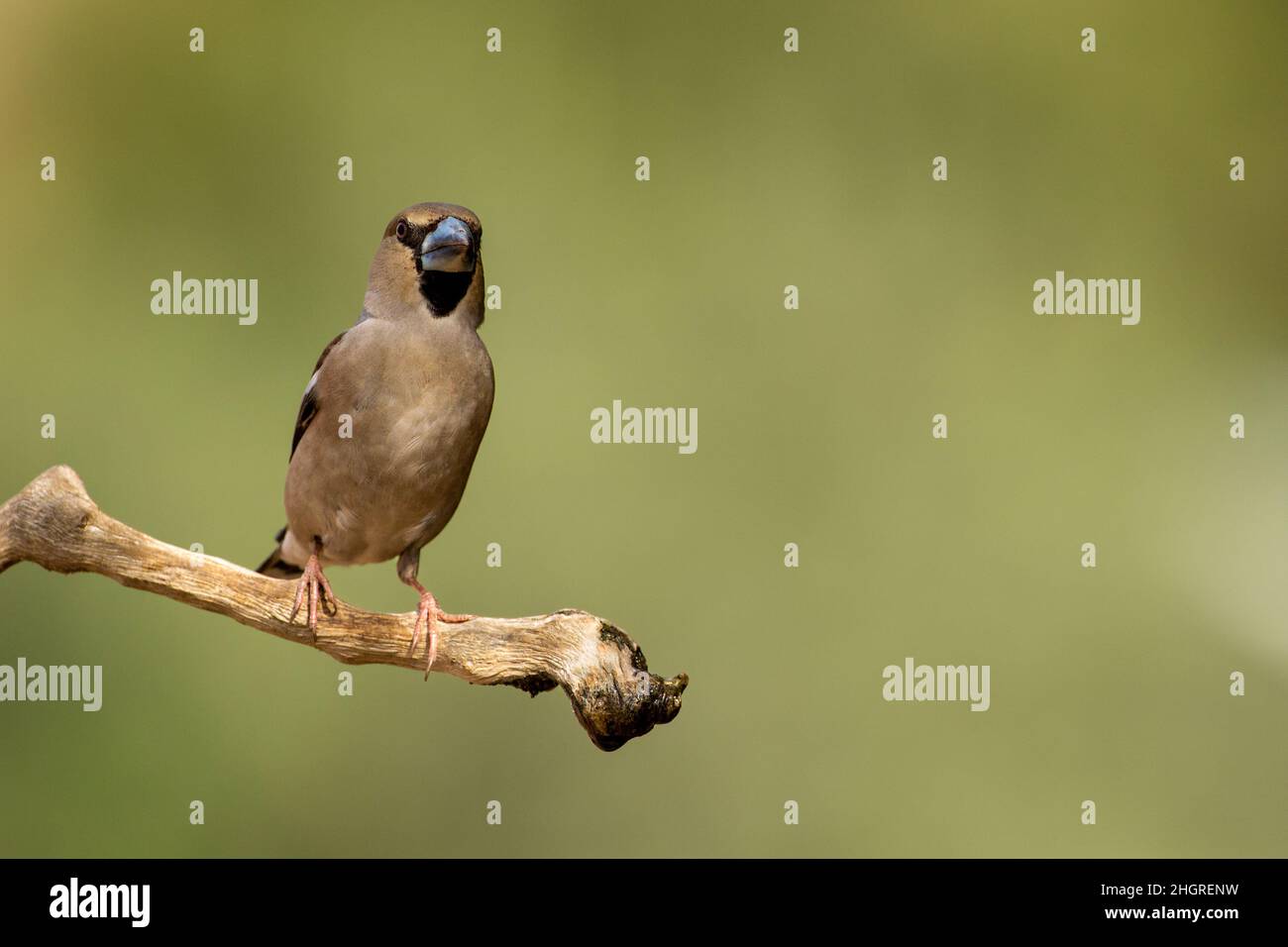 Hawfinch maschio in inverno Foto Stock