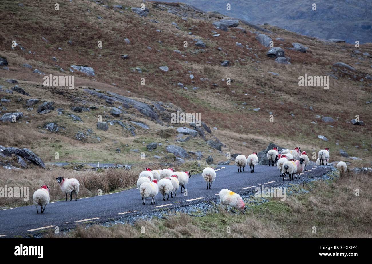Healy Pass, Cork, Irlanda. 22nd Gennaio 2022. Le pecore di montagna vagano sulla strada nel Passo Healy, Co. Cork, Irlanda. - Credit; David Creedon / Alamy Live News Foto Stock