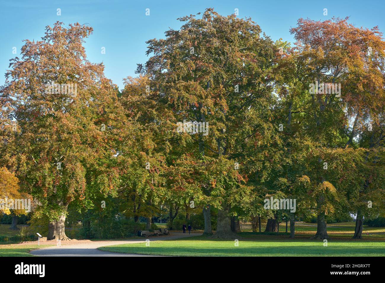 Vista sul parco con alberi antichi al nuovo Municipio di Hannover Foto Stock