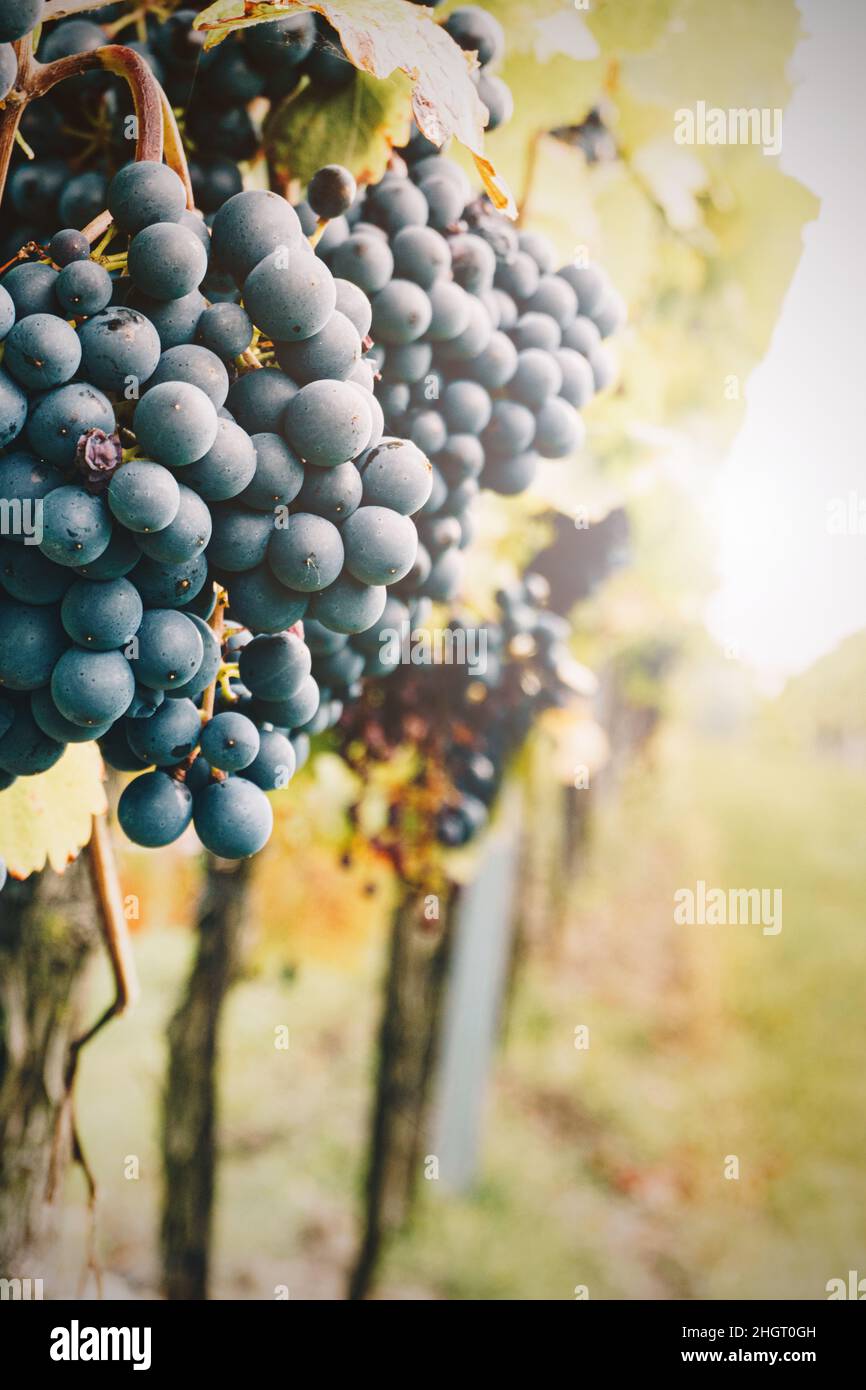 Uve da vino rosso naturale nel vigneto. Nebbia giorno d'autunno durante la stagione di raccolta. Foto Stock
