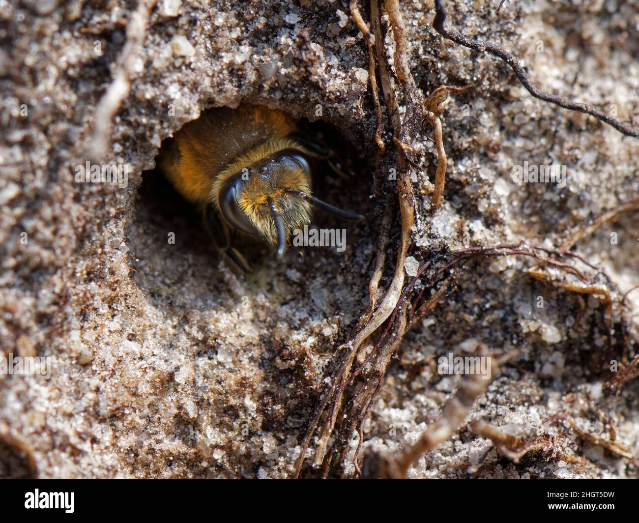 Heather Colletes ape (Colletes succinctus) che emerge dalla sua burrow nido in una banca di sabbia in brughiera, Dorset, Regno Unito, settembre. Foto Stock