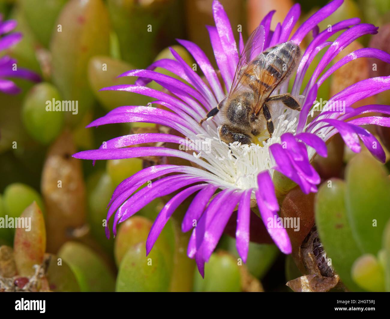 Ape di miele (Apis mellifera) operaio che si rinunce da un fiore di dewplant viola (Disphyma crassifolium) su una scogliera costiera, Lizard Point, Cornovaglia, Regno Unito. Foto Stock