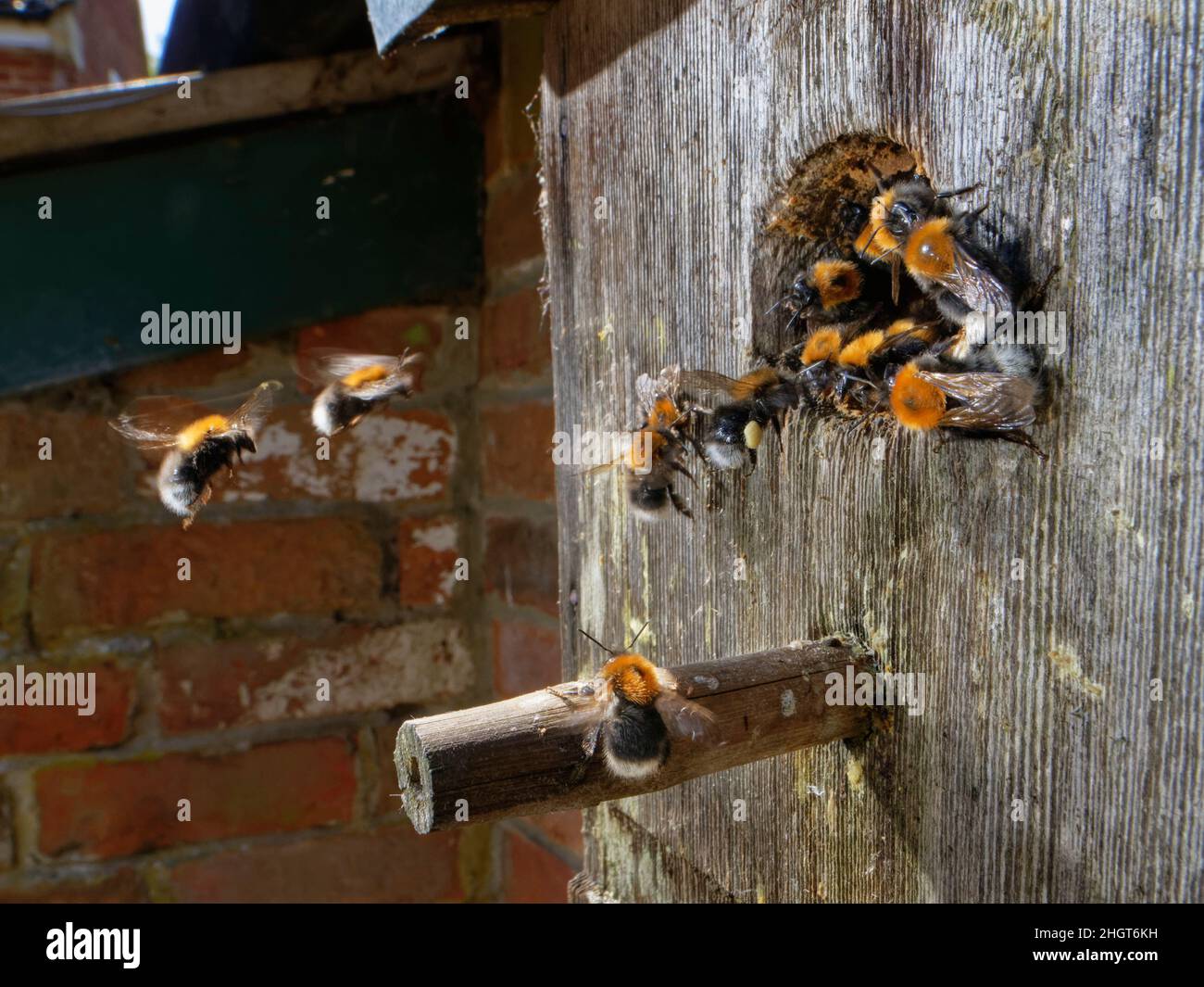 Albero Bumblebees (Bombus hypnorum) venendo e andando da una scatola del nido dell'uccello hanno preso sopra un muro della casa, Wiltshire, Regno Unito, giugno. Foto Stock