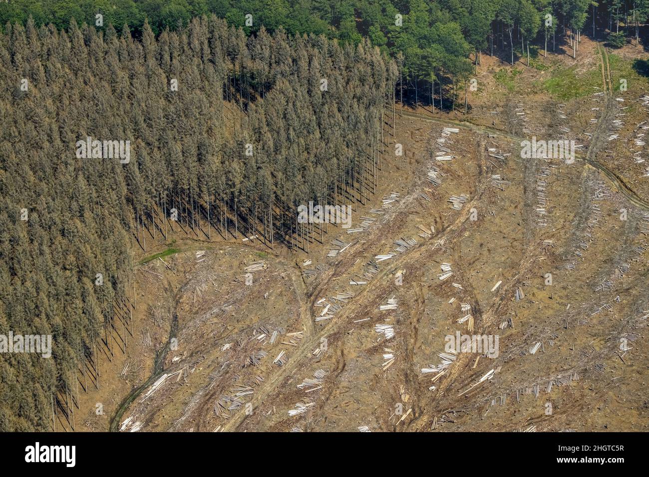 Vista aerea, foresta di Arnsberg, zona forestale danneggiata a Glösingen, Oeventrop, Arnsberg, Sauerland, Renania settentrionale-Vestfalia, Germania, albero dieba Foto Stock