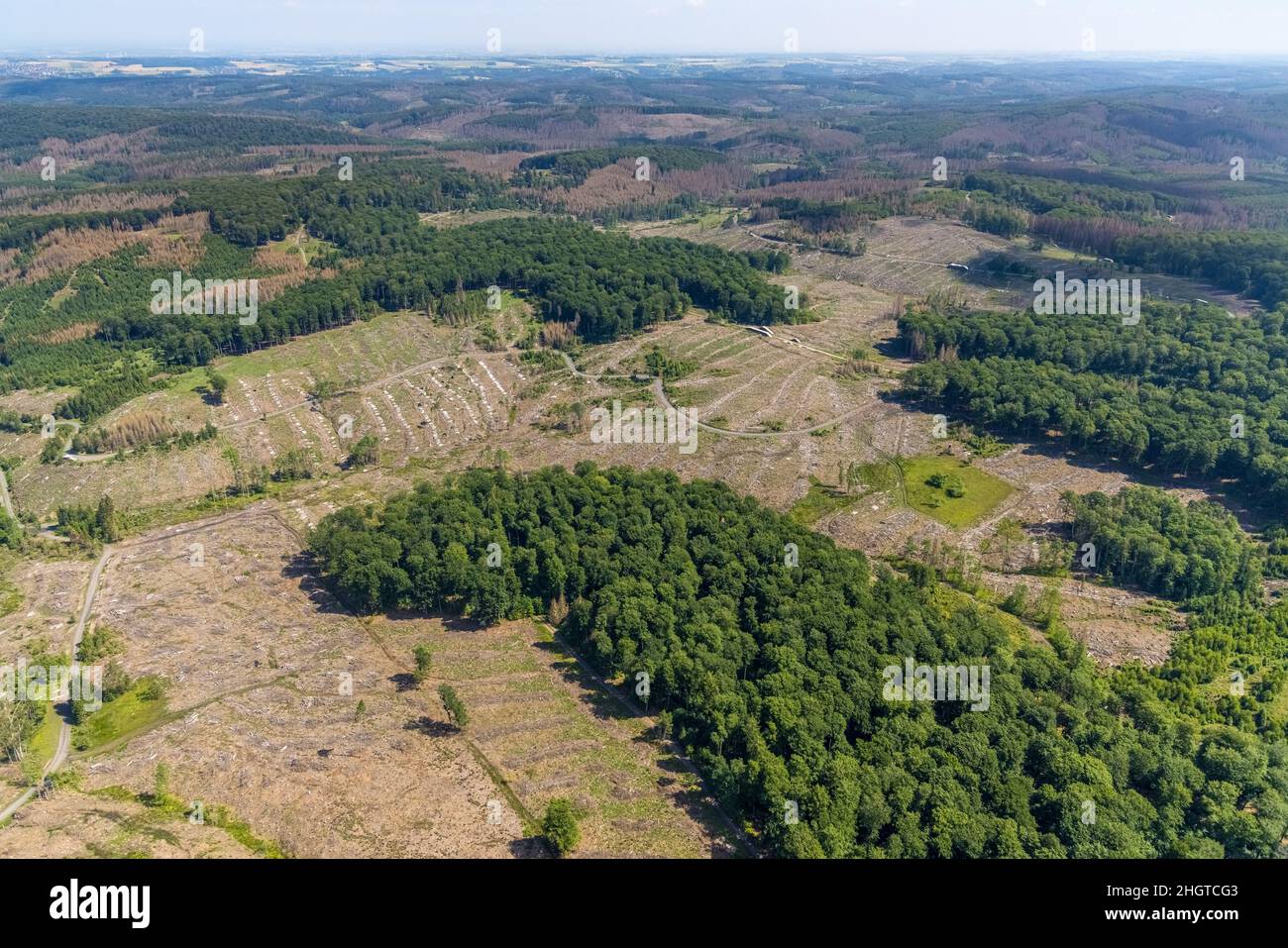 Vista aerea, foresta di Arnsberg, zona forestale danneggiata a Glösingen, Oeventrop, Arnsberg, Sauerland, Renania settentrionale-Vestfalia, Germania, albero dieba Foto Stock