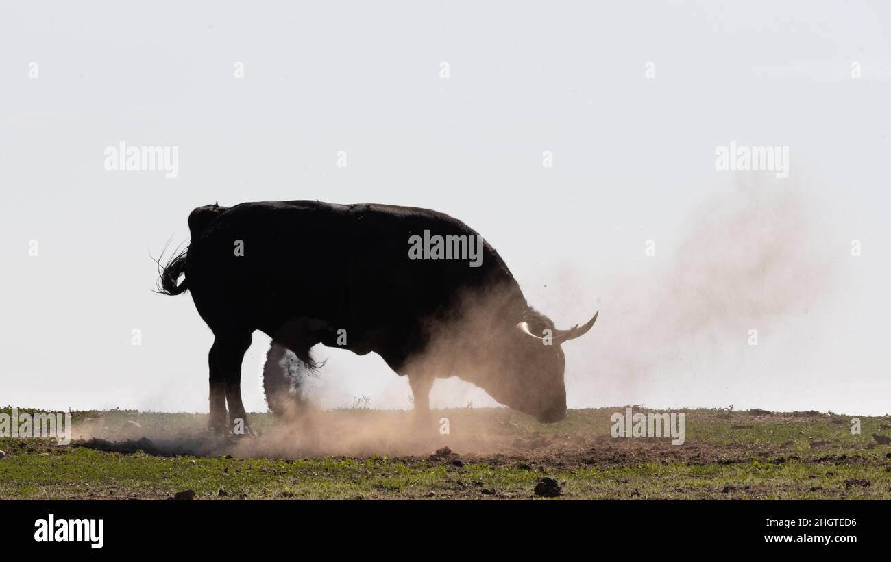 toro da combattimento spagnolo in campo pronto per la corrida Foto Stock