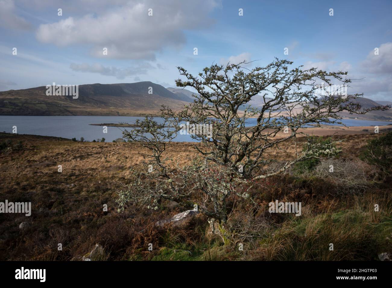 Lone hawthorn albero in Irlanda vicino Lough Feeagh County Mayo in Irlanda Foto Stock
