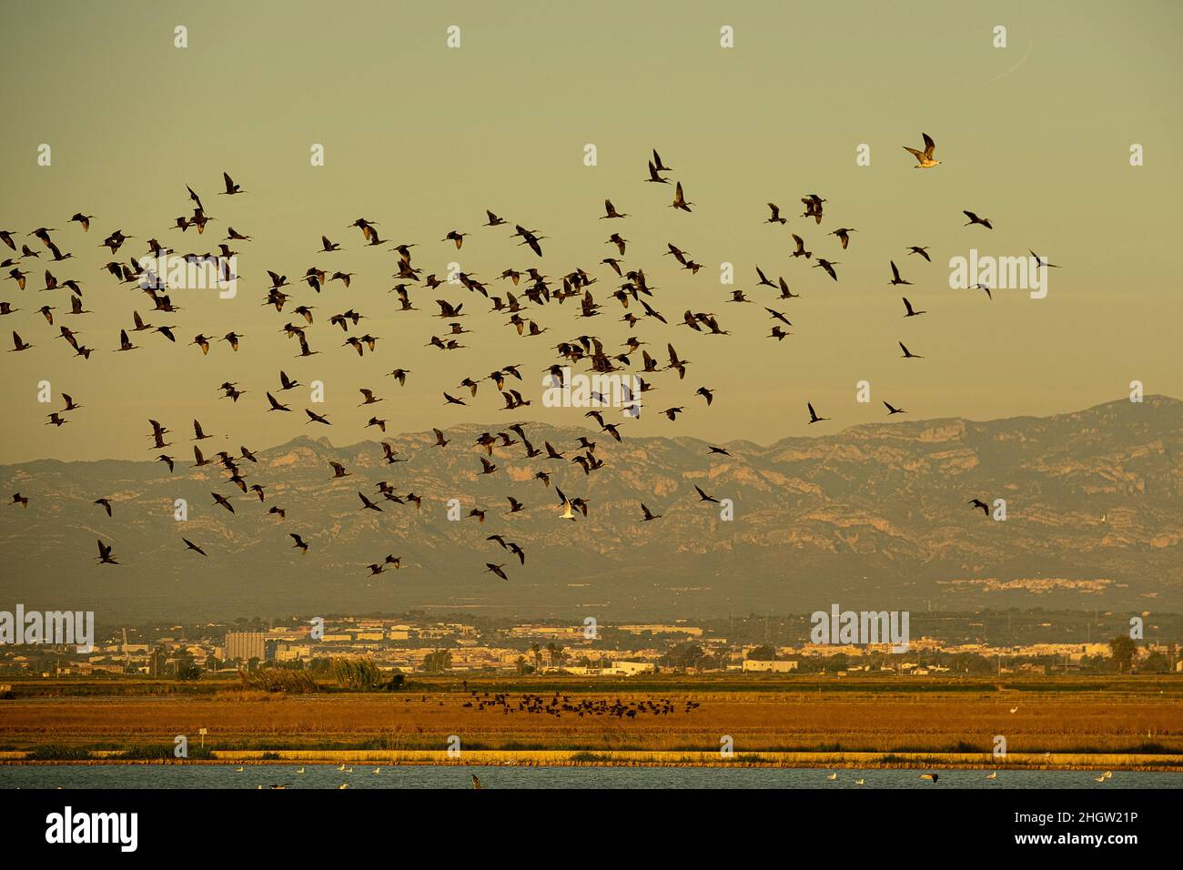 Glossy Ibis, Plegadis falcinellus, Delta dell'Ebro, Parco Naturale, Tarragona, Spagna Foto Stock