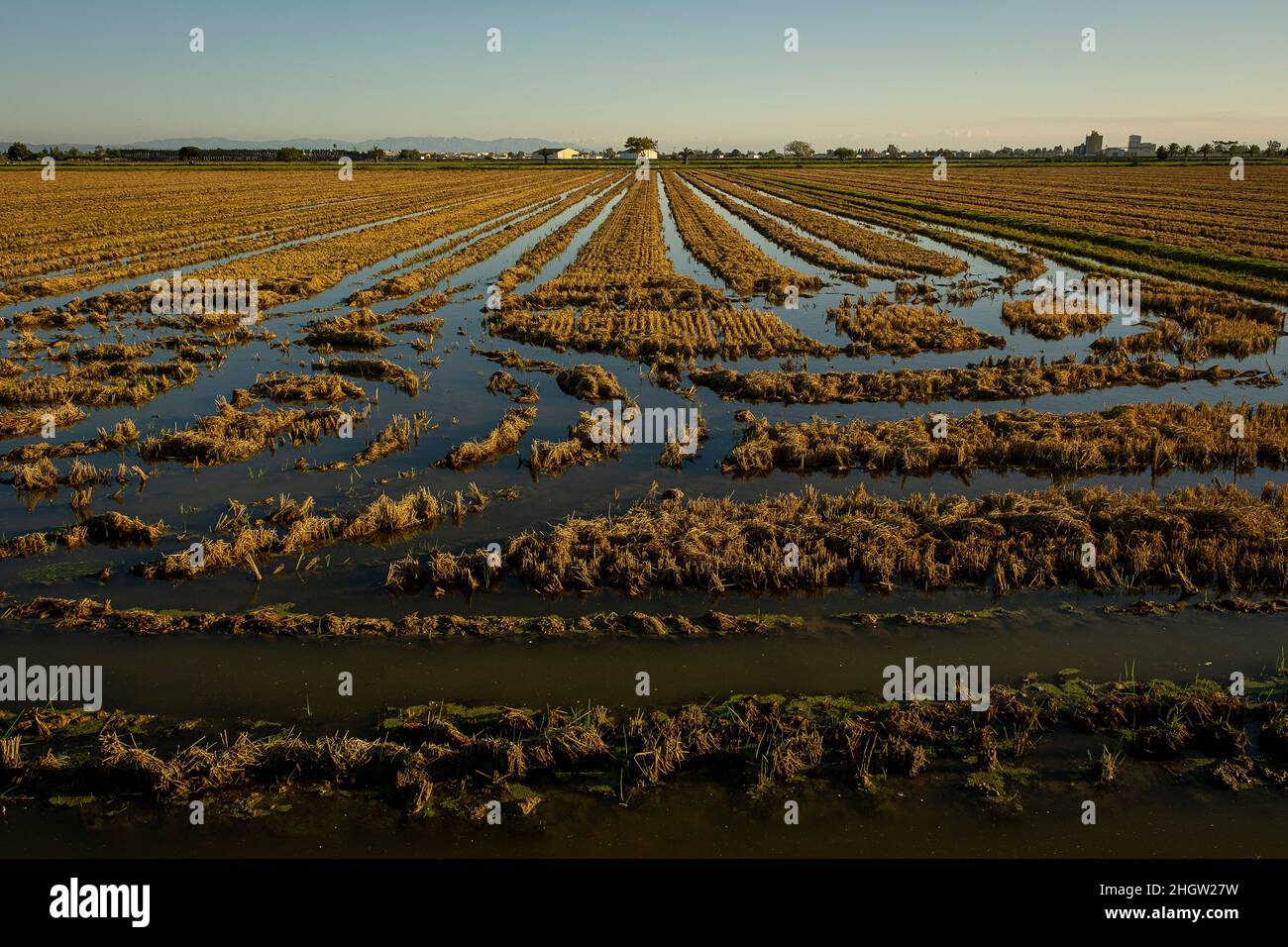 Campo di riso dopo la raccolta, Delta dell'Ebro, Parco Naturale, Tarragona, Spagna Foto Stock