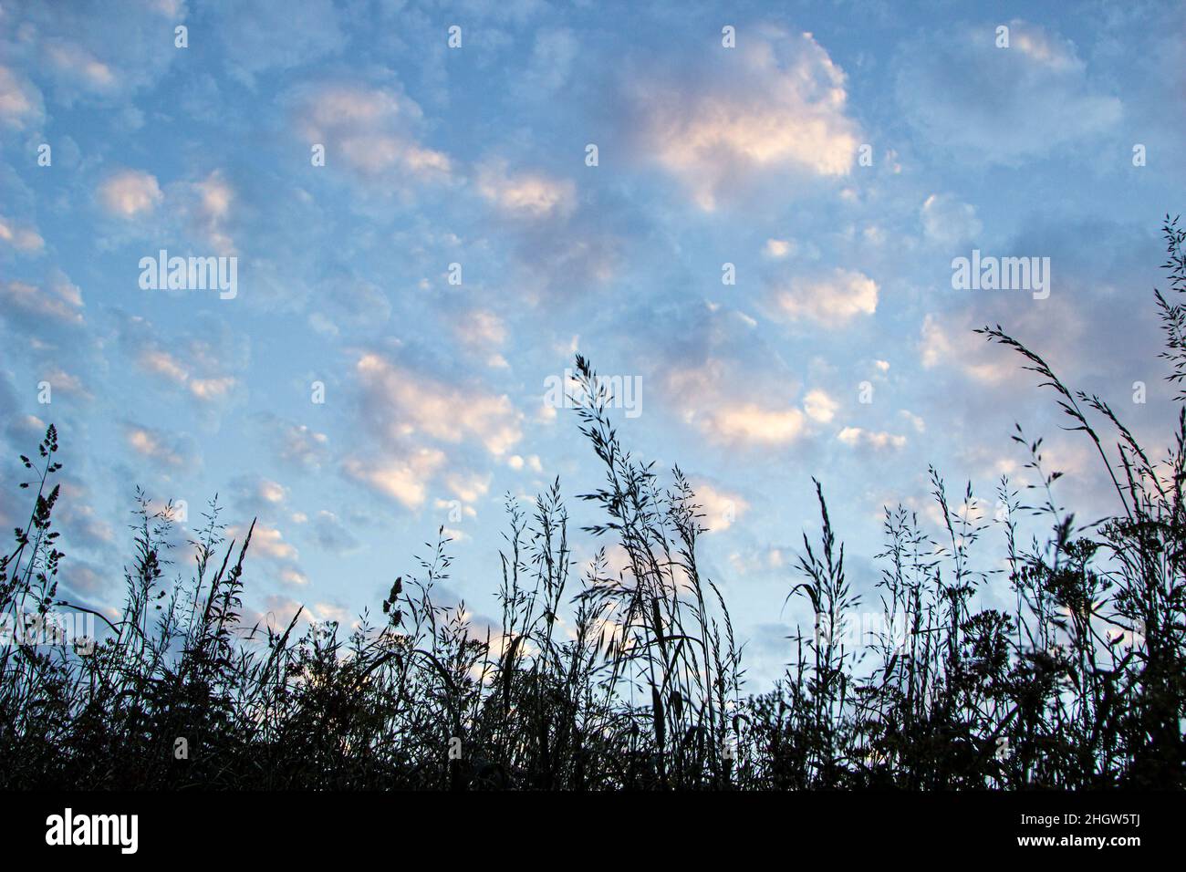Un cielo blu chiazzato e nuvoloso visto dal bordo dei campi con le erbe che ondulano nella brezza Foto Stock