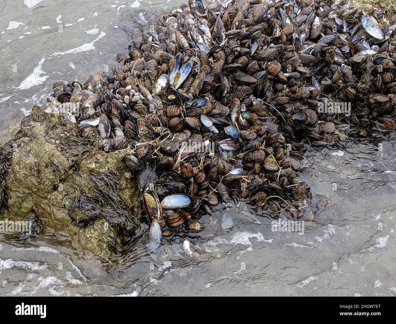 Barnacles e conchiglie su roccia Foto Stock